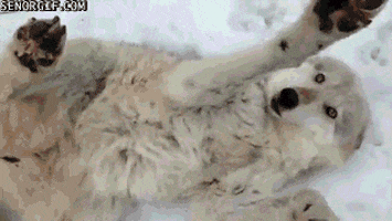 Wolves Belly Rubs GIF