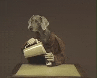 William Wegman Dog GIF by Jason Clarke
