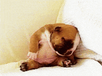 Sleepy Puppy GIF