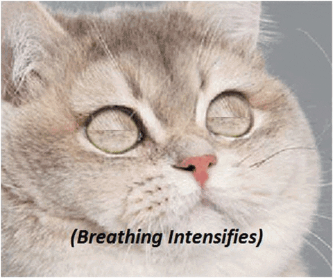 noise GIF