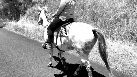 Horse Riding GIF by Natural Horseman Saddles