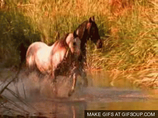 horses GIF