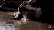 swamp people history GIF