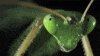 Praying Mantis Religion GIF by Digg