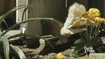 bird walk GIF by CBC