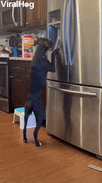 When Ice Is Life GIF by ViralHog