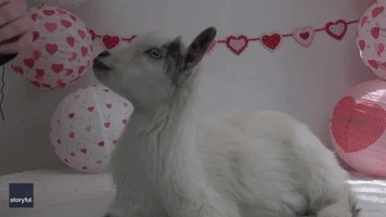 Setting the Mood: Goat 'Demonstrates' How to Make Valentine's Day Basket