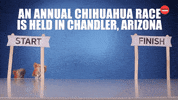 Cinco De Mayo Mexico GIF by BuzzFeed