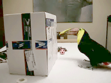Birds Toucan GIF