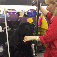 dog GIF by Westminster Kennel Club