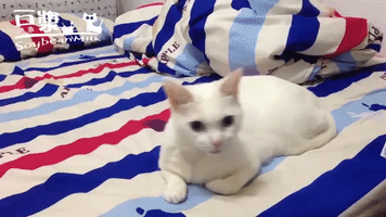 cat what GIF