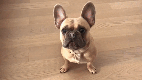 french bulldog dog GIF by SchoolForTheDogs