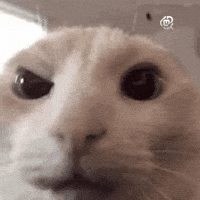 Orange Cat GIF