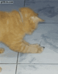 dead mouse GIF