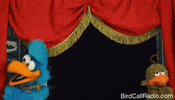 BirdCallRadio funny fail fall bird GIF