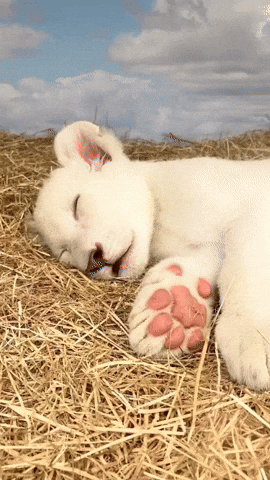 cuteanimalland giphyupload GIF