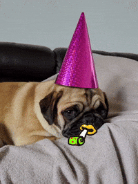 Party Animal GIF