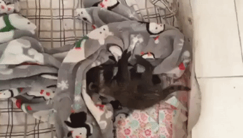 Baby Raccoon Cuddles Into Penguin Blanket