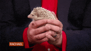 Food Rachel GIF by Rachael Ray Show