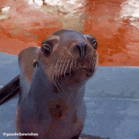 Marine Life Cute Animal GIF