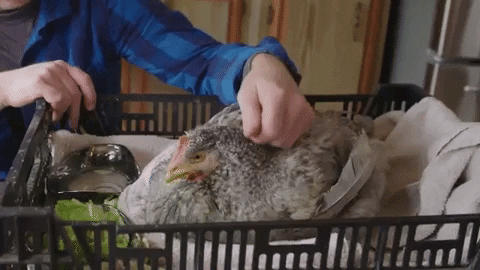 Chicken Love GIF by Mercy For Animals