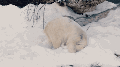lazy polar bear GIF