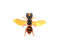 Butterfly Bee Sticker by Yle Areena