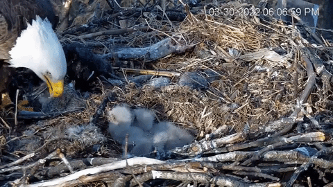 hdontap giphyupload hanover bald eagles GIF