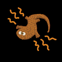sophiearonson5 critter newt salamander amphibian GIF