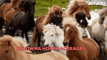 Horses Kelowna GIF by Local Marketing Plus