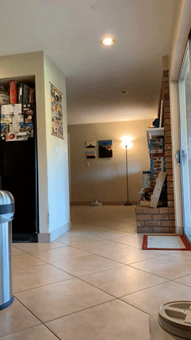 cuteanimalland giphyupload GIF