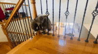 Raccoon Struggles to Fit Through Railing