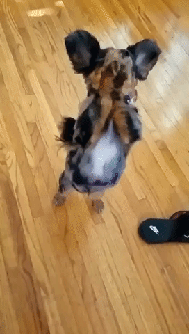 Rory the Dog's Adorable Begging Looks Like Applause