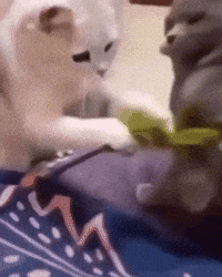 Cats Kitty GIF