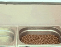 dog GIF by HuffPost