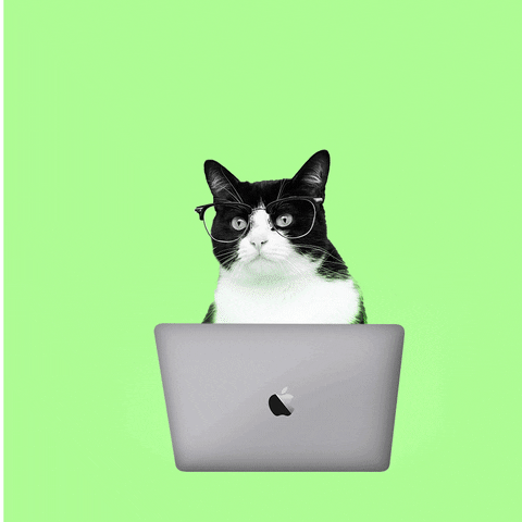 Cats Computer GIF by HOY México