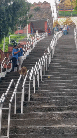 gif-vif giphygifmaker GIF