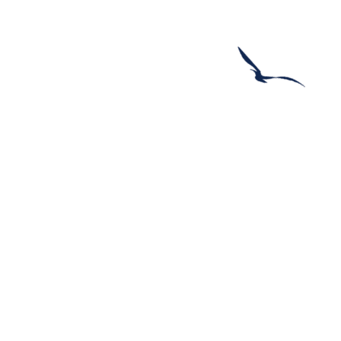 arapongaseguros giphyupload seguro santa fe corretora Sticker