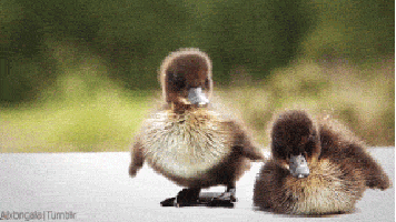 cute animal GIF