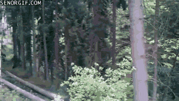trees logging GIF by Cheezburger