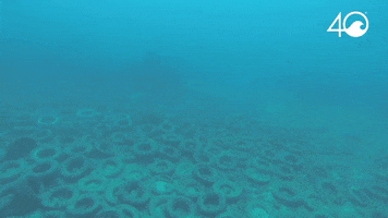 Environment Osborne GIF by 4ocean