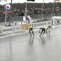 ice skating GIF by Omrop Fryslân