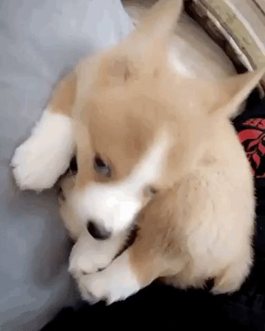 Video gif. Corgi puppy leans back and falls backward, then looks confused.