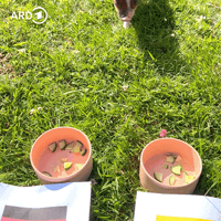 Pig Orakel GIF by SWR Kindernetz