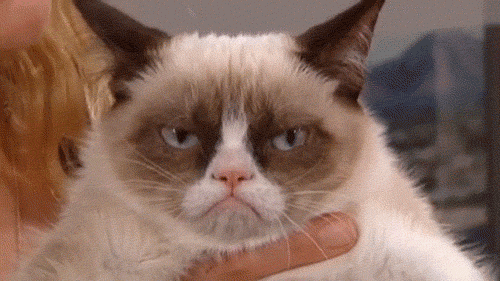 Meme gif. Person holds up Grumpy Cat, a Siamese cat with a perpetual frown, who appears to be staring someone down judgmentally.