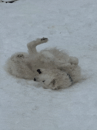 Rolling White Dog GIF