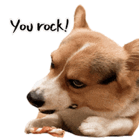 Rock Corgi Sticker