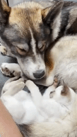 Dog and Kitten Become Instant Pals in Adorable Fir