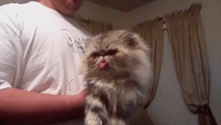 Cat has Odd Reaction to Having His Back Scratched
