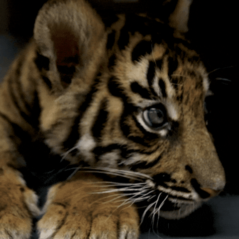 San Diego Love GIF by San Diego Zoo Wildlife Alliance